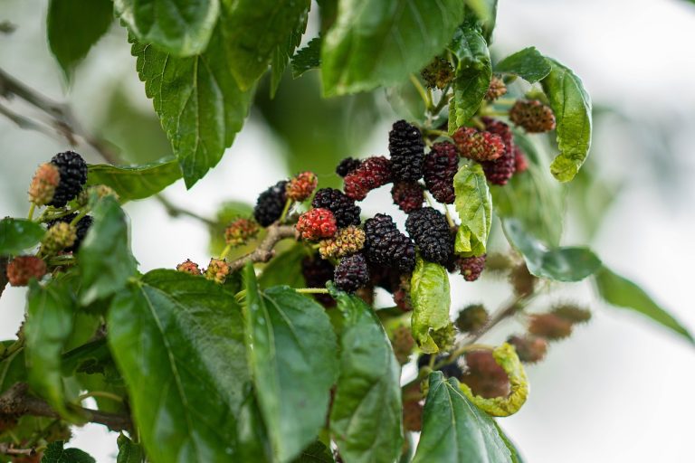 Mulberry fruit, spring, eat — Live Free from Addiction: Personalized Rehab at Rolling Hills Recovery